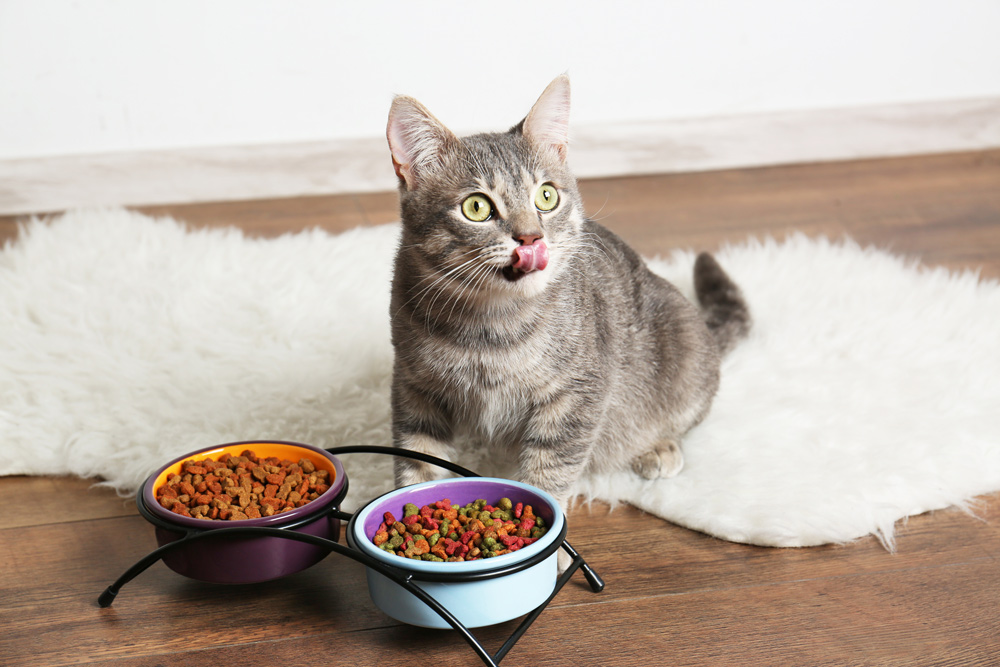 You are currently viewing Kedi Maması Seçimi ve Kedi Beslenme Önerileri