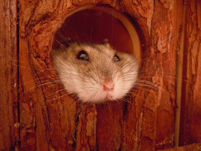 You are currently viewing Hamsterlar Hakkında Bilinmeyenler ve Bakım Tavsiyeleri