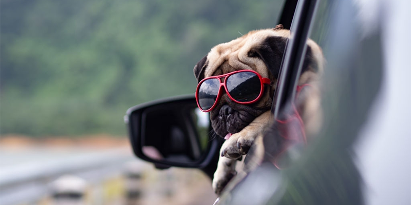 You are currently viewing Köpeğiniz İle Araba Yolculuğunda Mutlaka Bilmeniz Gerekenler