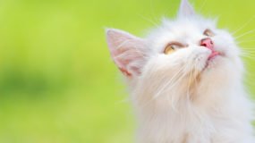 Beyaz Kedi Cinsleri Nelerdir?