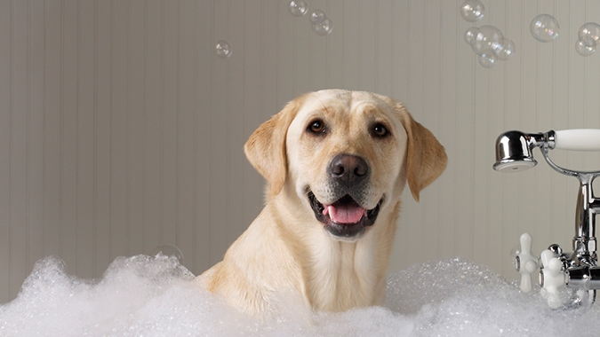 Read more about the article Köpeklerin Banyosu Nasıl ve Ne Sıklıkla Yaptırılmalıdır?