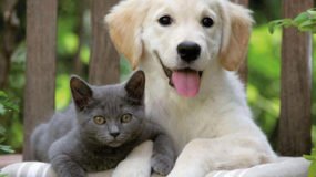Kedi ve Köpek Birbirine Nasıl Alıştırılır?