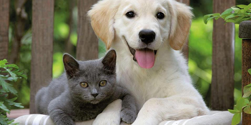 You are currently viewing Kedi ve Köpek Birbirine Nasıl Alıştırılır?