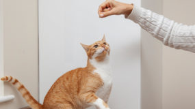 Kedilerde Beslenmenin Vazgeçilmezi: Kedi Vitamini