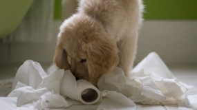Yavru Köpek Tuvalet Eğitimi Nasıl Olmalı?