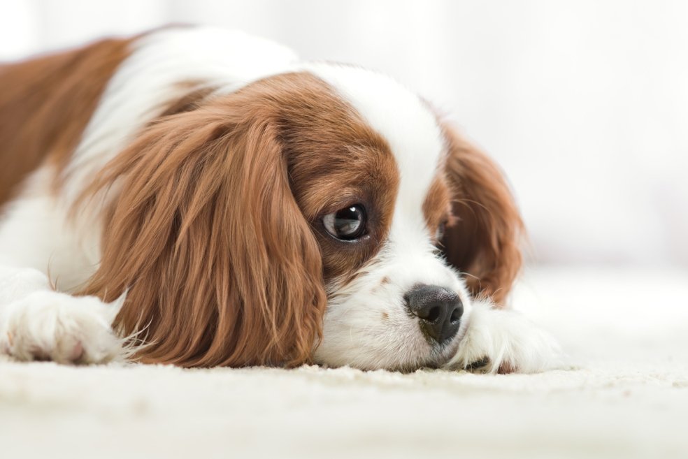 Köpekler Neden Ağlar?