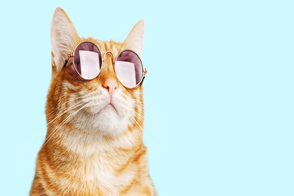 Muhteşem Kedi İsimleri!