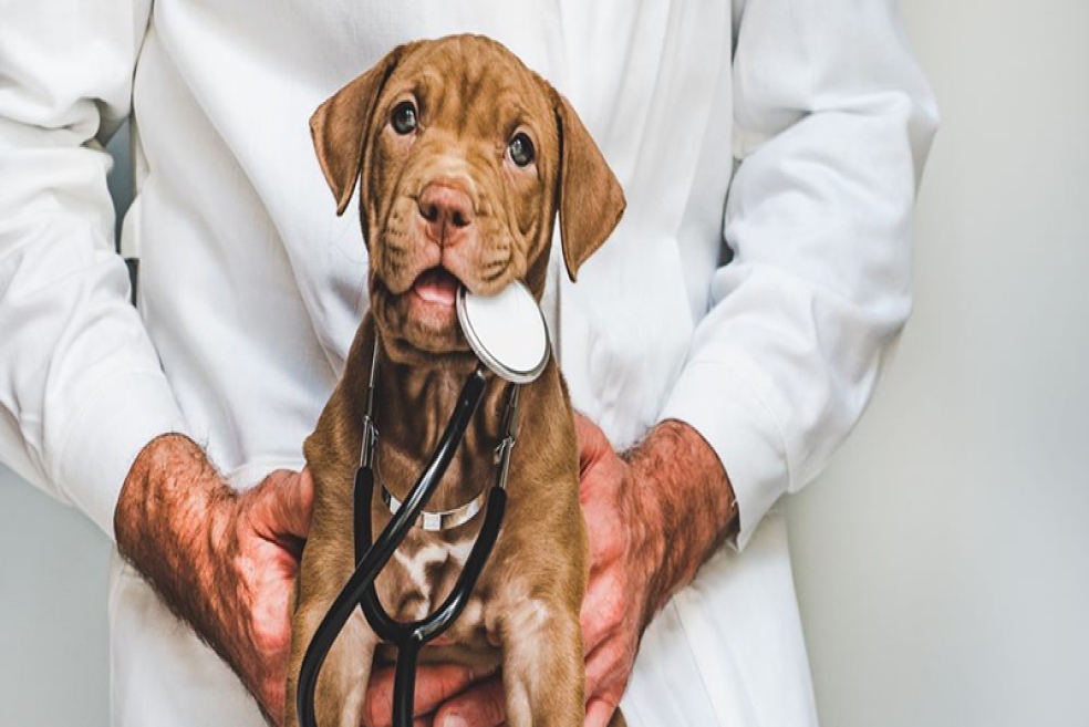 Köpek Karma Aşı