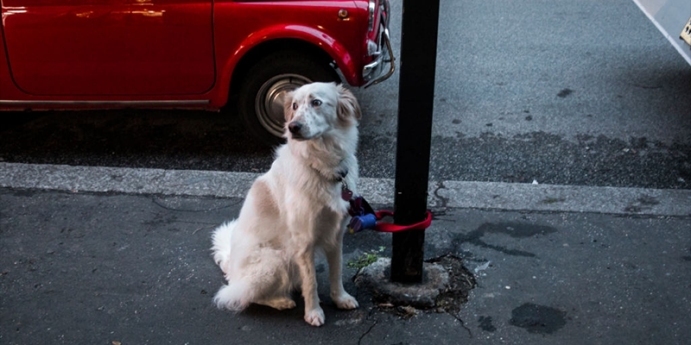sokak köpekleri toplama numarası