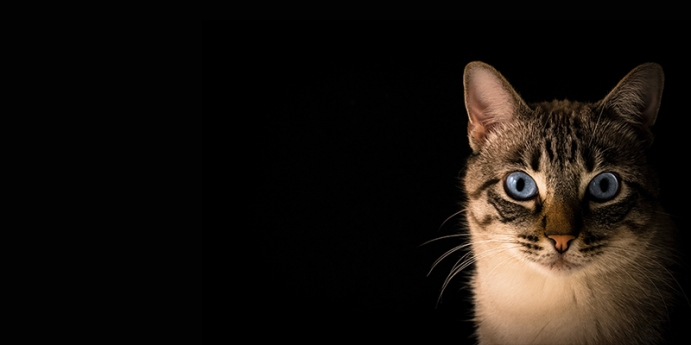Kediler Neden Kusar Nedenleri Ve Cozumleriyle Kedi Kopek Ve Diger Evcil Hayvanlar Icin En Iyi Bakiciyi Bul Petsurfer