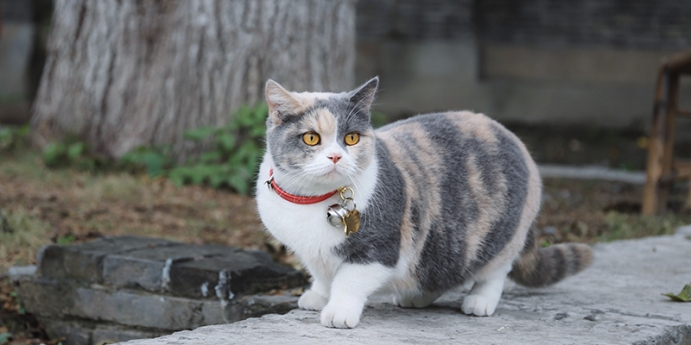 Kedi Pire Tasmasi Nedir Nasil Kullanilir Kedi Kopek Ve Diger Evcil Hayvanlar Icin En Iyi Bakiciyi Bul Petsurfer