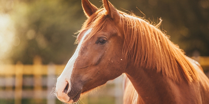 Atların fiziksel özellikleri