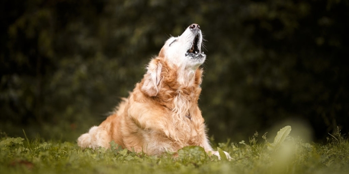 Köpek havlaması nasıl önlenir?