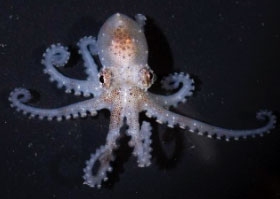 Octopus Joubini (Atlantik Pigme Ahtapot)