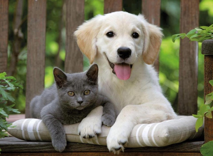 Kedi Ve Köpek Birbirine Nasıl Alıştırılır? | Kedi, köpek ve diğer evcil  hayvanlar için en iyi bakıcıyı bul | PetSurfer