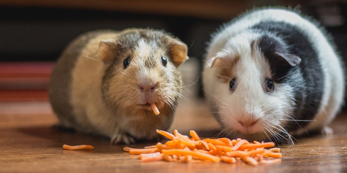 Hamsterlar nasıl beslenir?