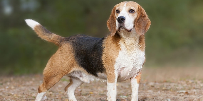 10- Beagle